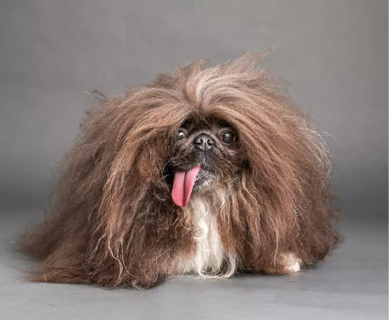 toothless-dog-named-wild-thang-just-won-world-s-ugliest-dog-contest