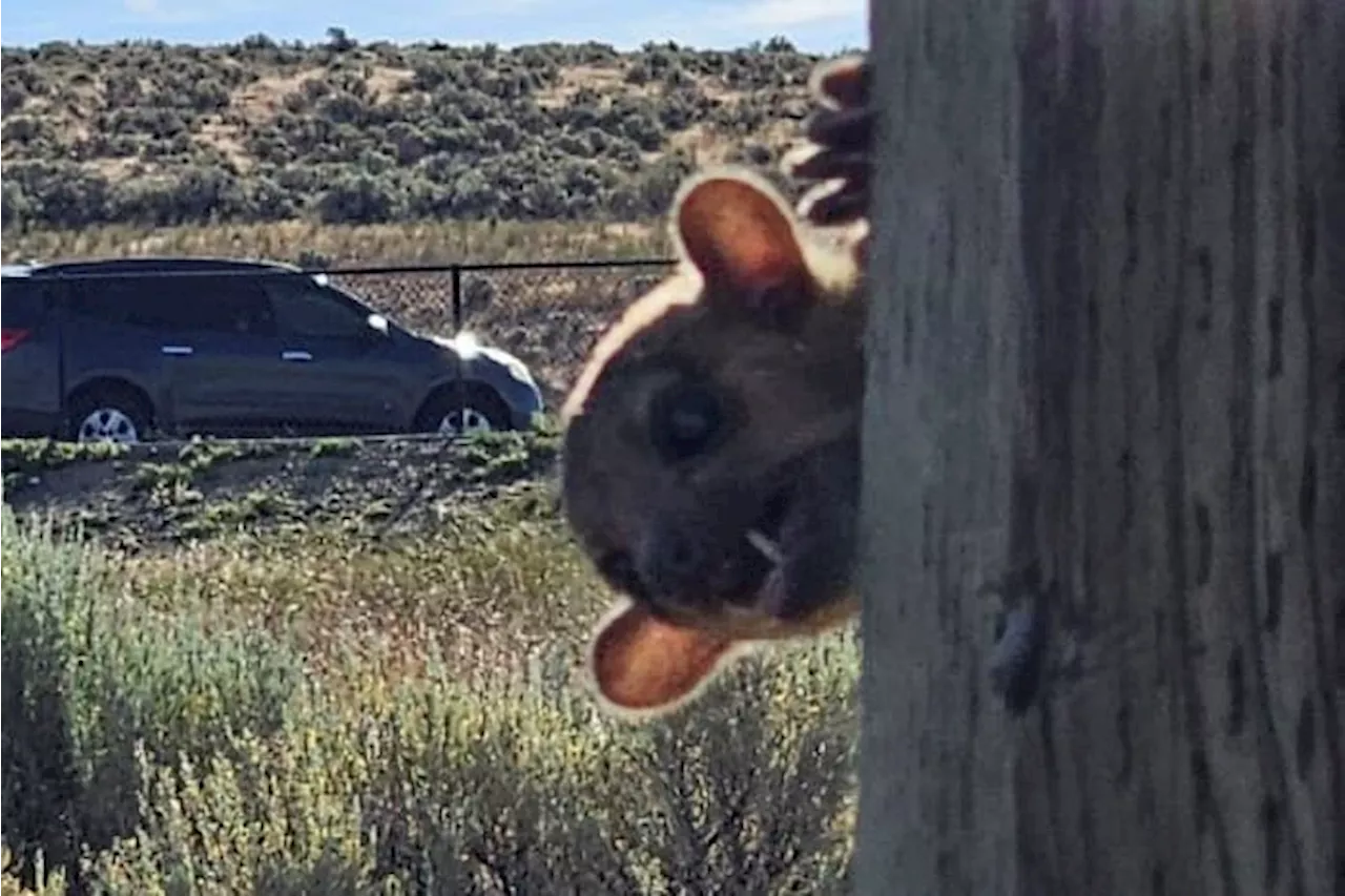 Rainforest animal called a kinkajou rescued from dusty highway rest stop in Washington state