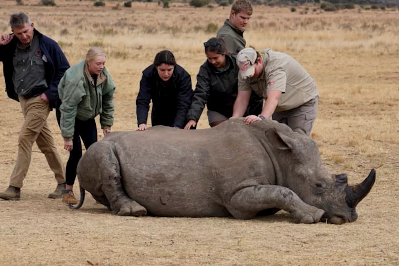 South African researchers test use of nuclear technology to curb rhino poaching