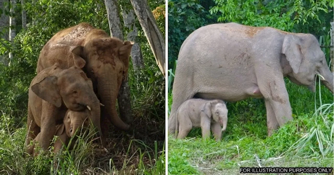 Borneo Pygmy Elephants Native to Sabah Declared Endangered, Less Than 1,000 Remain in the Wild