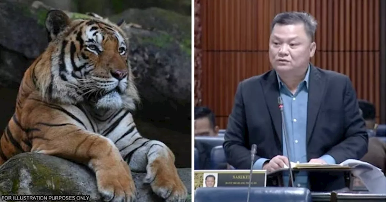 There are Less Than 150 Harimau Malaya Tigers Left in Malaysia, Confirms Natural Resources Ministry