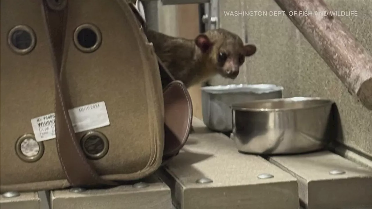 Trooper called to capture kinkajou at Washington rest stop 'thought it was a joke' at first