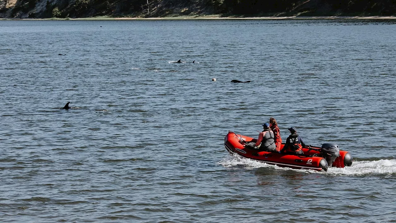 Animal rescuers try to keep dozens of dolphins away from Cape Cod shallows after mass stranding