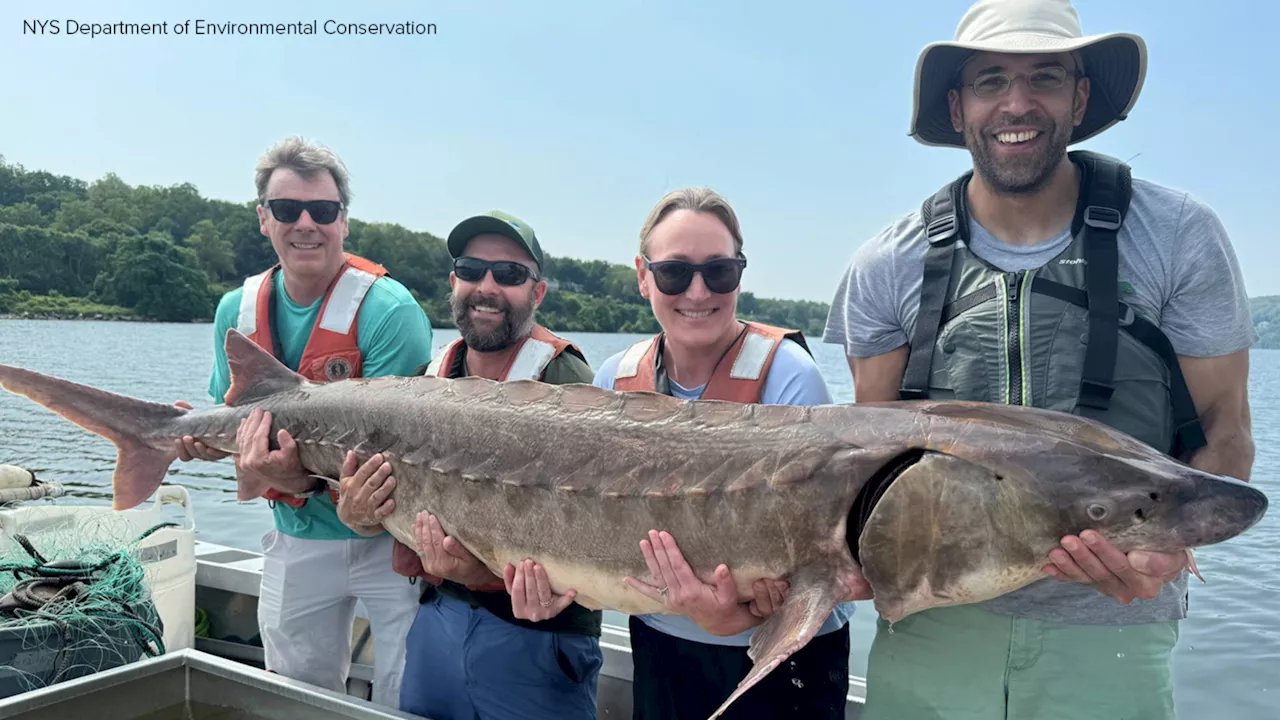 200-pound endangered Atlantic sturgeon caught in Hudson River