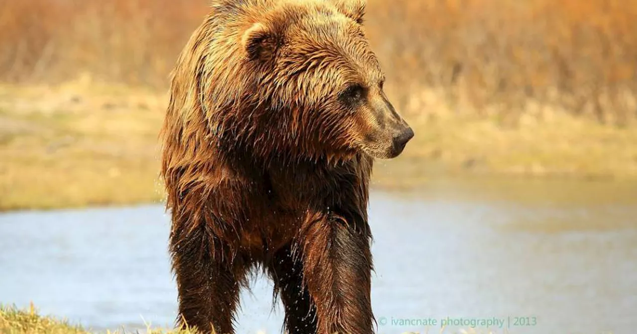 National Park Service will prohibit bear baiting in Alaska’s national preserves