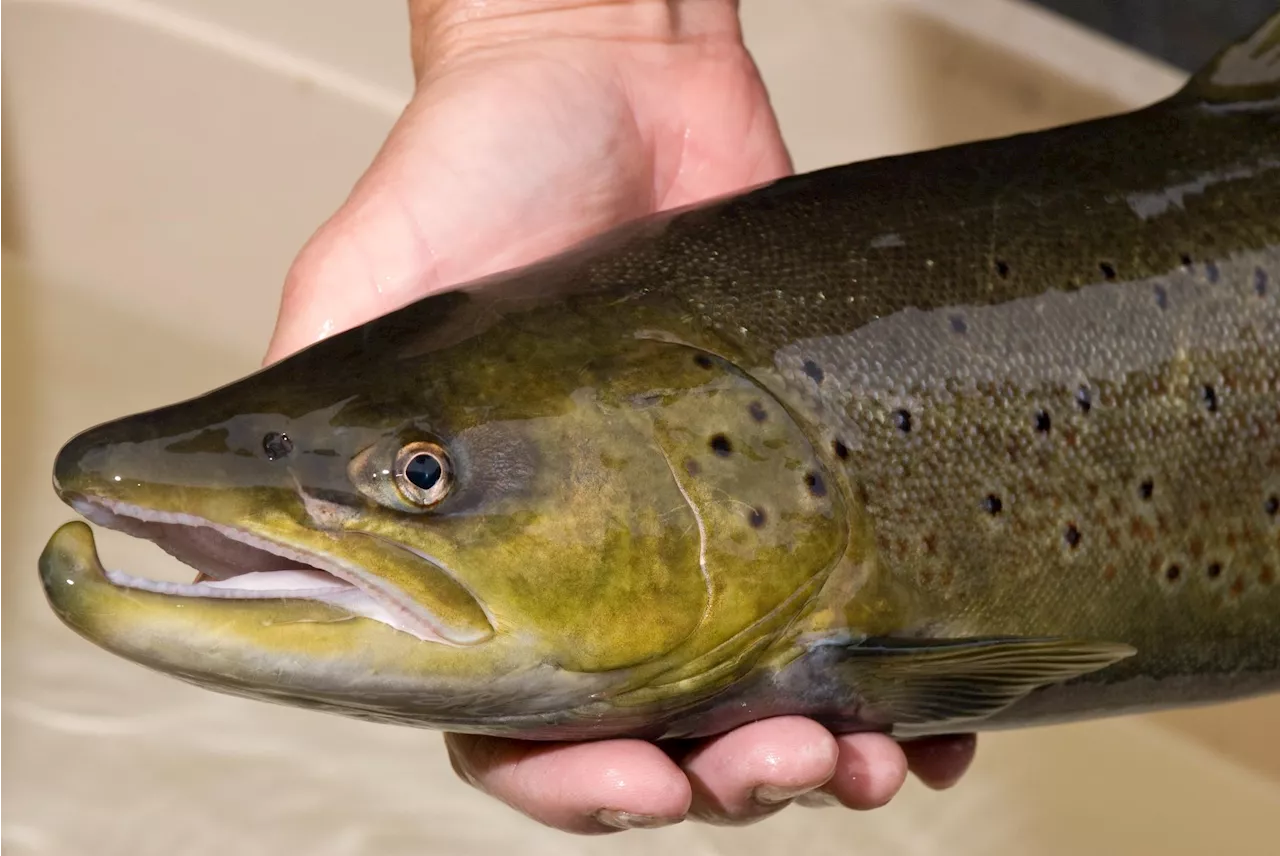 Noe er i ferd med å skje med denne fiskearten