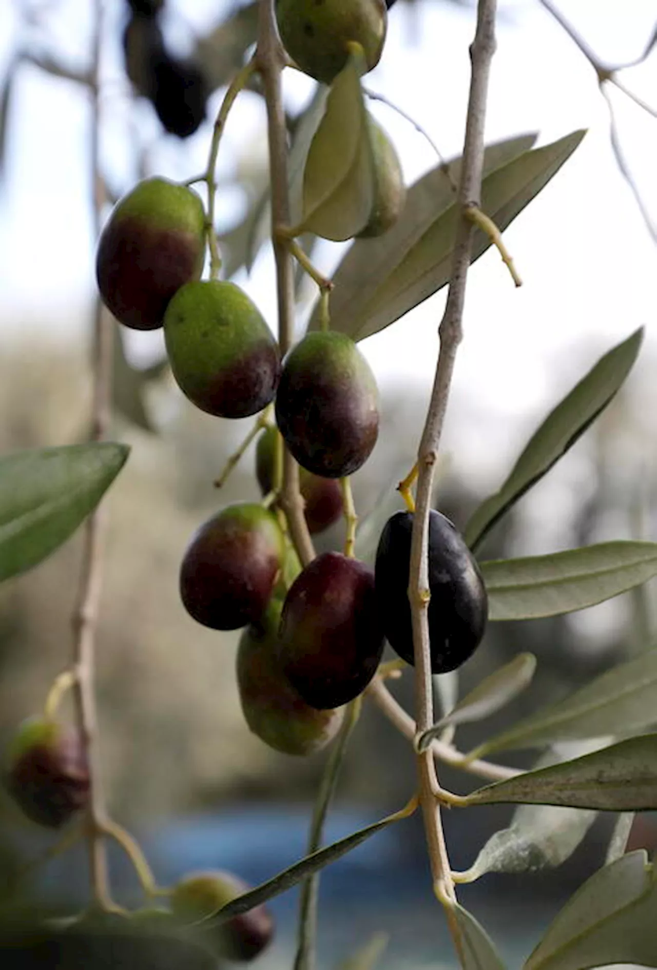 Olio, non c'è allarme in Italia per l'esenzione Iva in Spagna