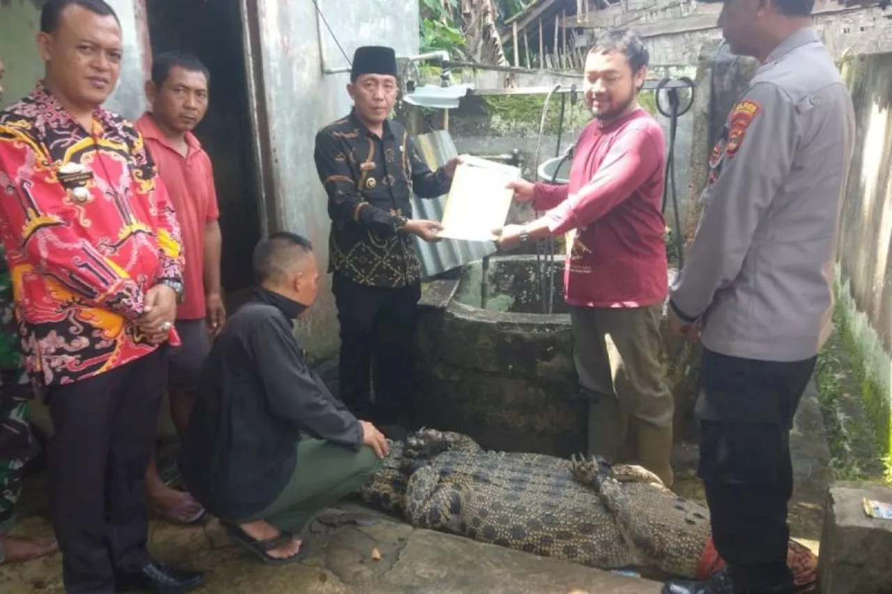 BKSDA Lampung evakuasi buaya pemangsa manusia di Tanggamus