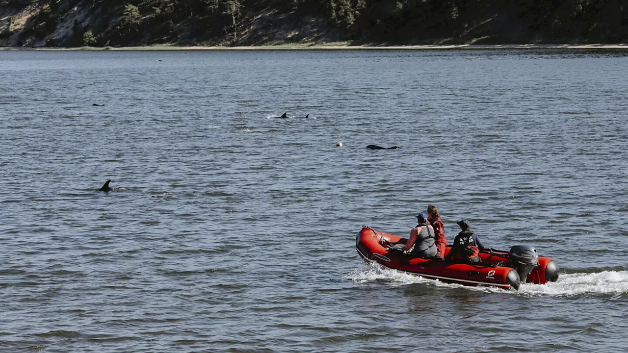 Rescuers to keep dolphins away from Cape Cod after mass stranding