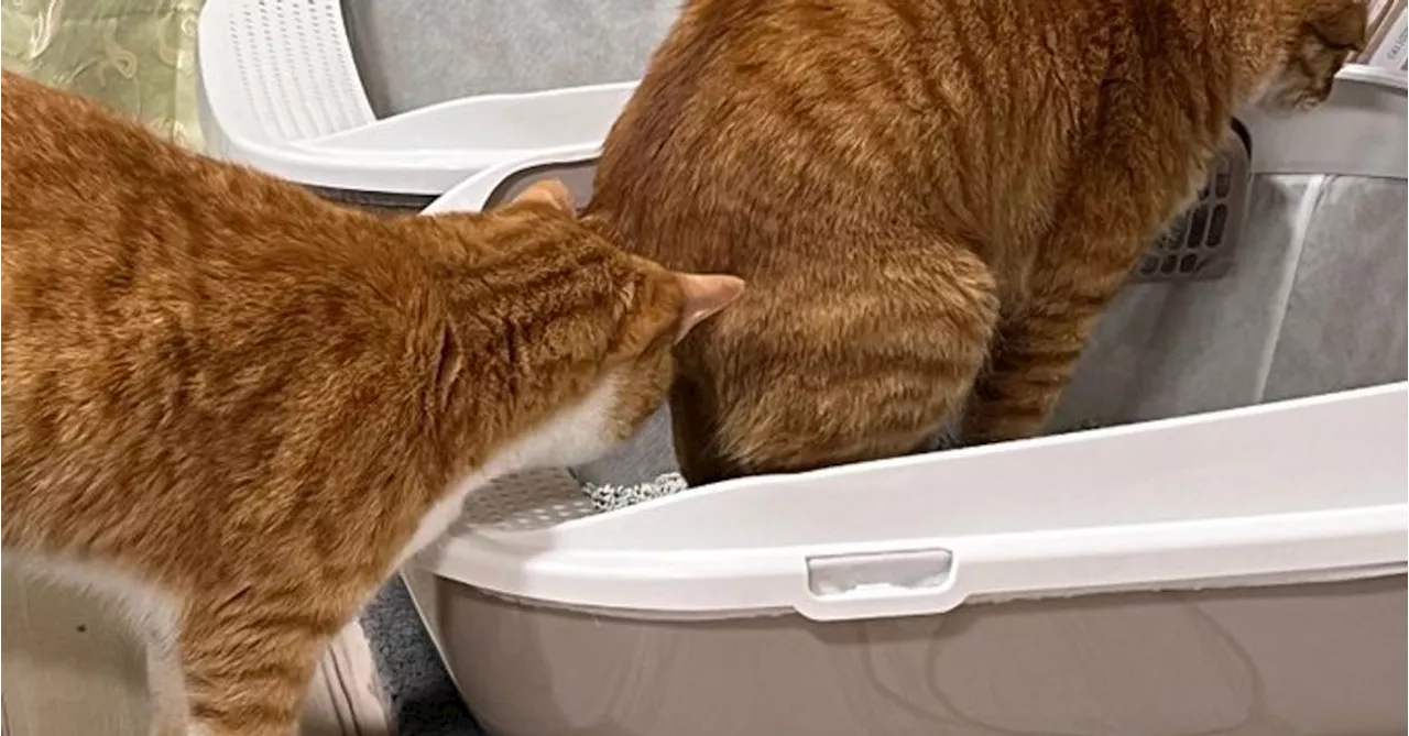 猫が用を足していたら⇒猫用トイレで繰り広げられた2匹のやり取りに「爆笑」