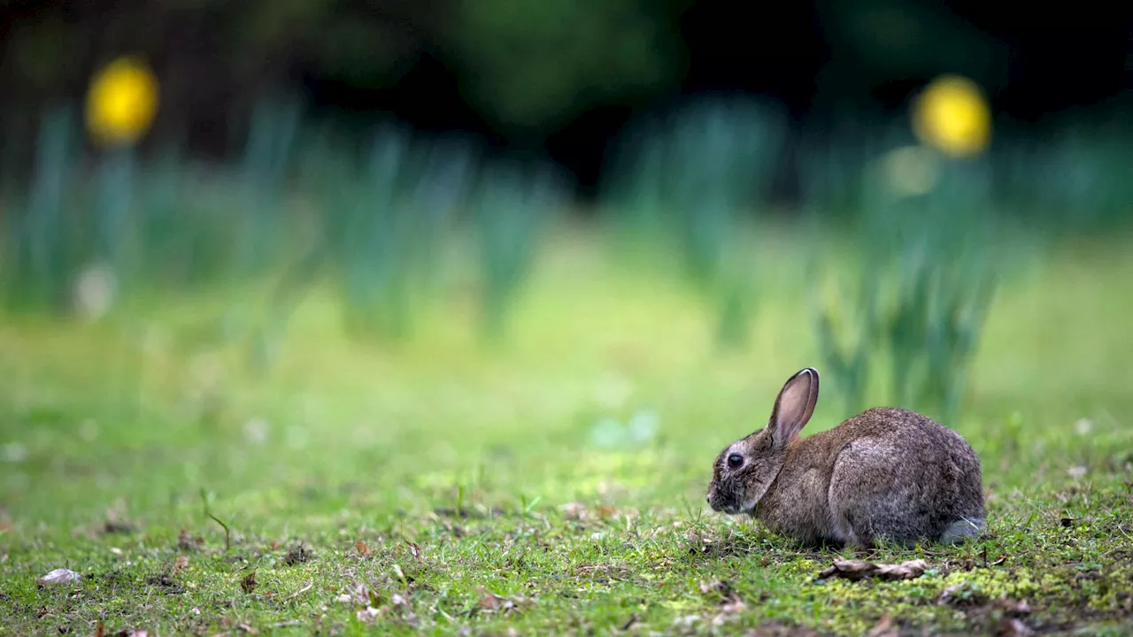 Seine-Maritime: le premier parc pour lapins de France va ouvrir à Rouen