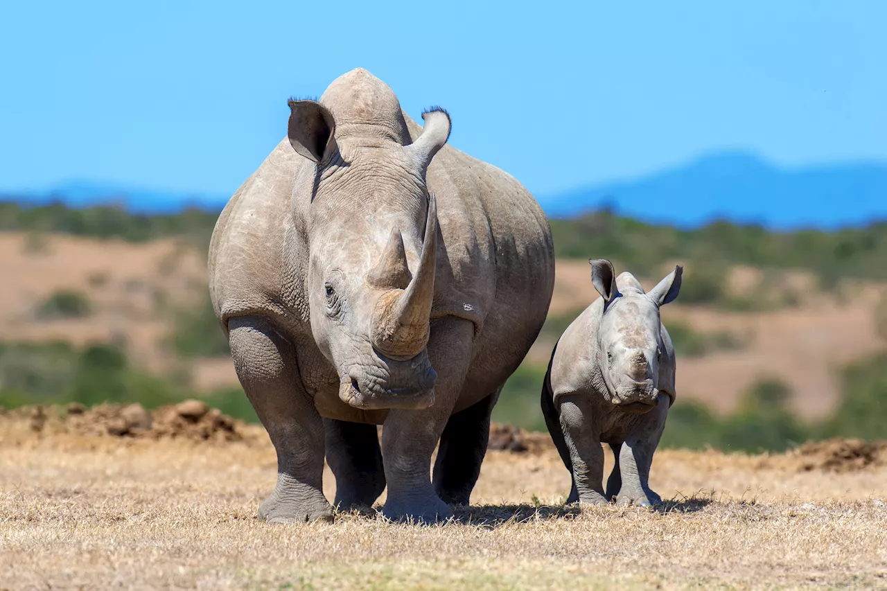 Scientists are spiking rhino horns with radioactive poison to thwart poachers