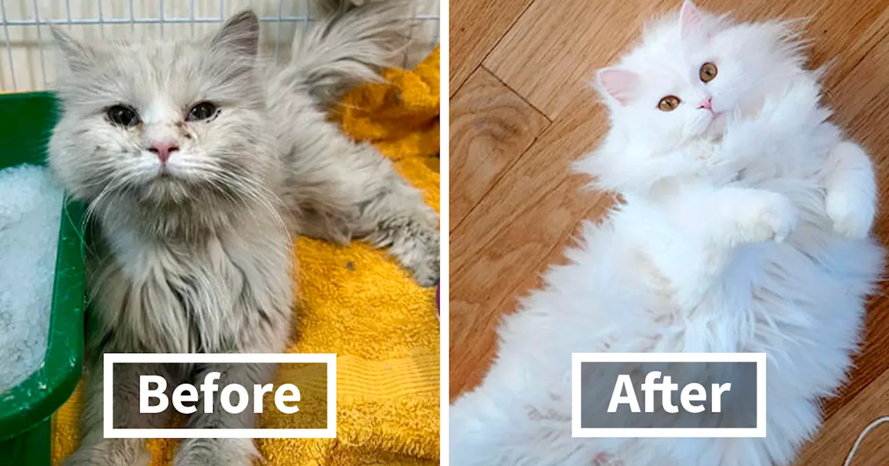 80 Cats Who Got A Second Chance At Life And Their Amazing Transformations (New Pics)