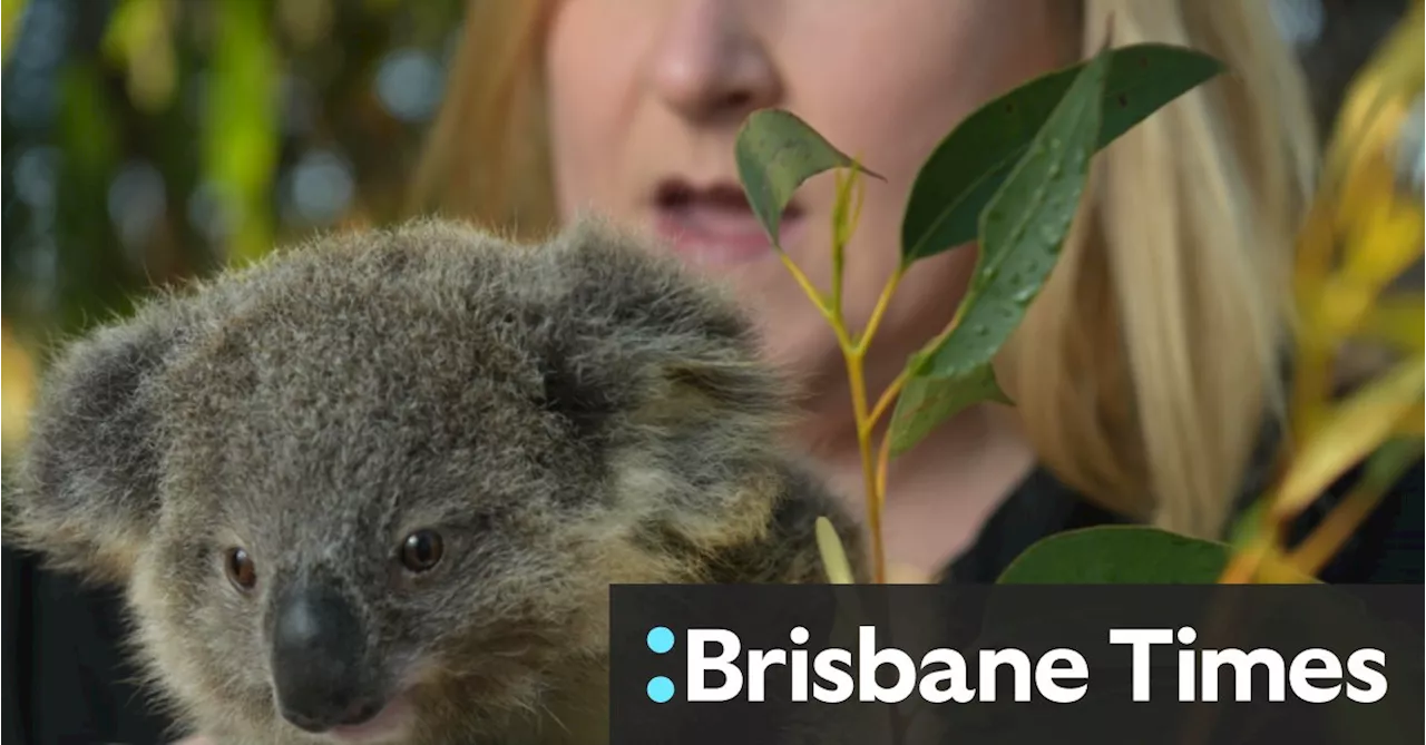 Admin costs soar as wildlife charity yet to spend bushfire money