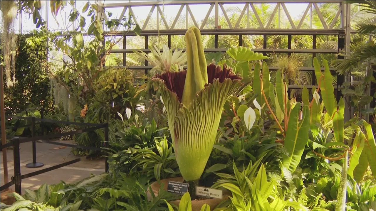 A corpse flower by any other name would smell as stinky