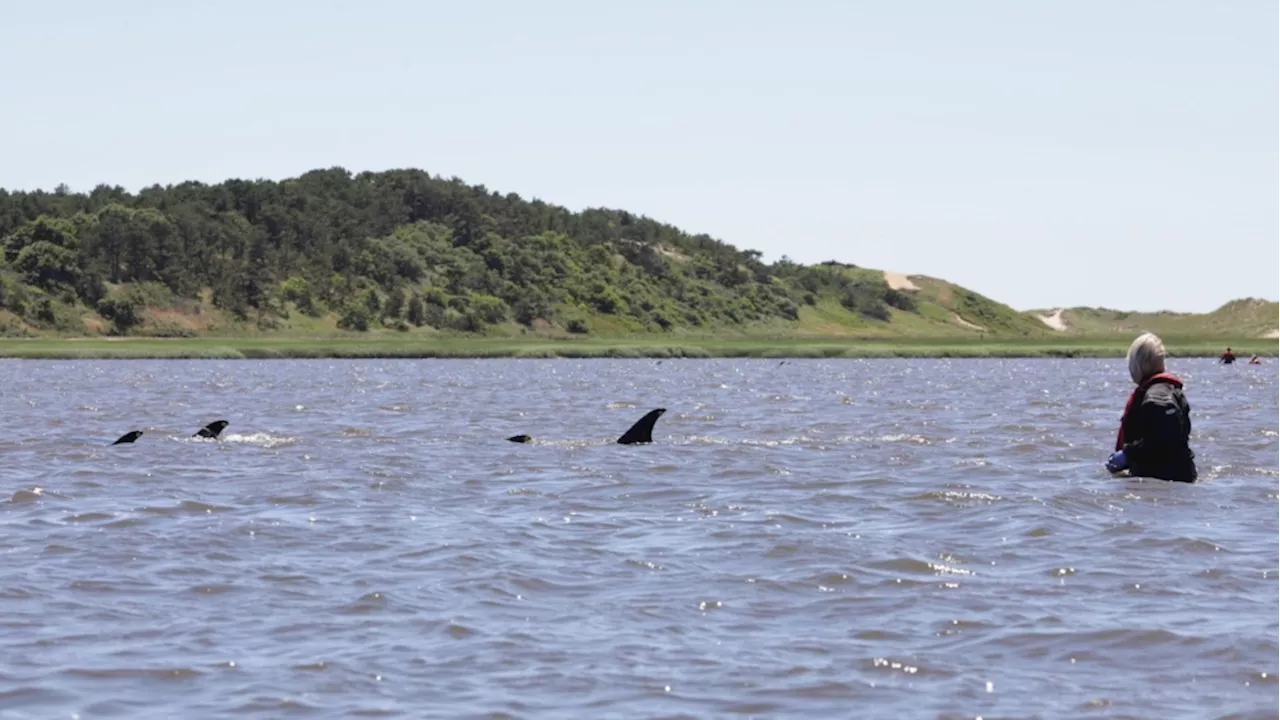 Rescuers make progress after more than 100 Atlantic white-sided dolphins stranded off Cape Cod, Massachusetts