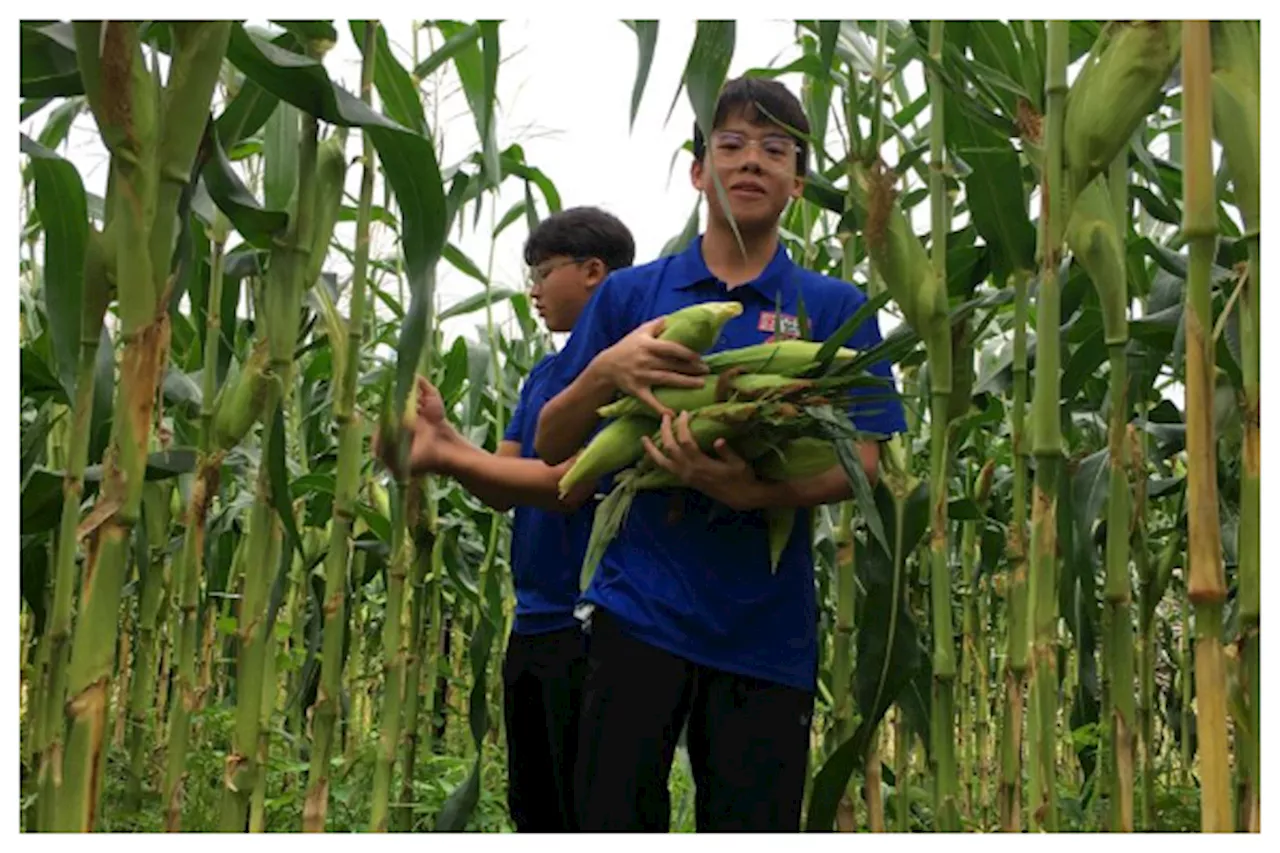 Sandakan school reaps first sweet corn harvest