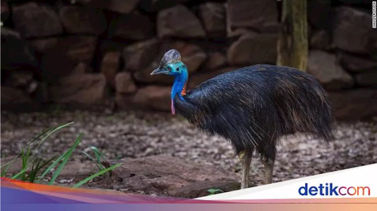 Punya Cakar Tajam, 'Burung Dinosaurus' di Australia Ini Terancam Punah