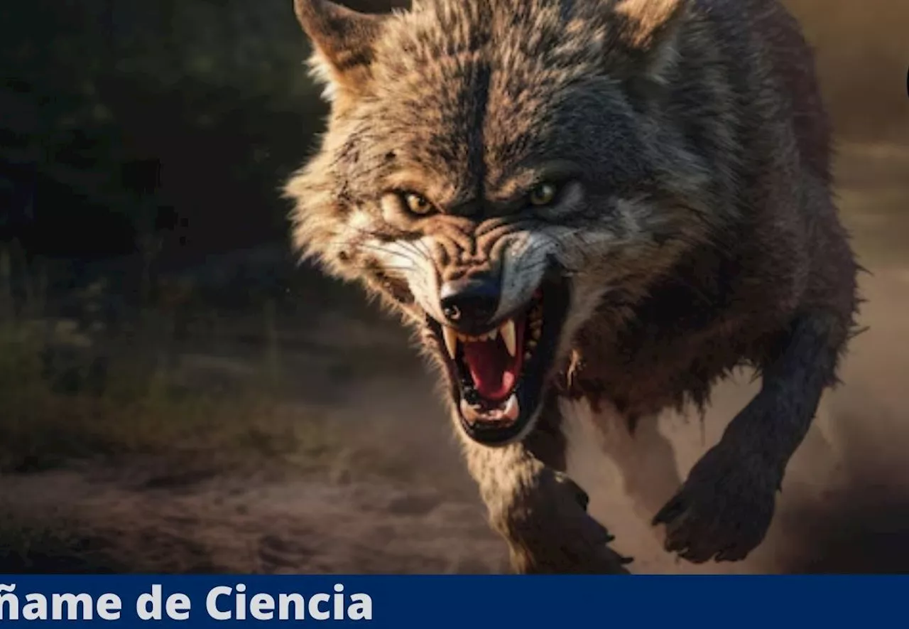 Lo que hallaron al hacer la autopsia a este prehistórico lobo los dejó sin aliento