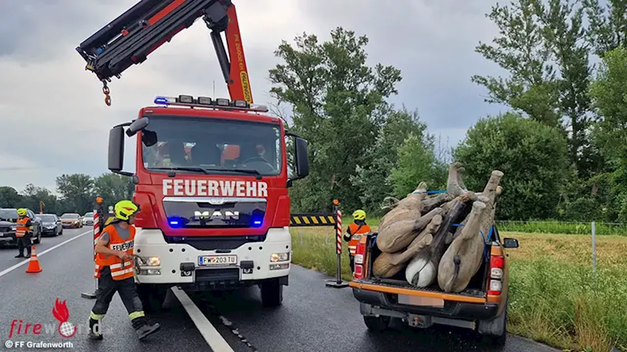 Nö: Verkehrsunfall mit einem Bär und einem Elefanten auf der S5 bei Grafenwörth