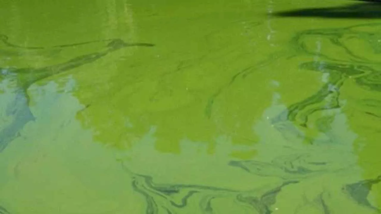 Toxic algae caution advisory issued for Pierce County lake