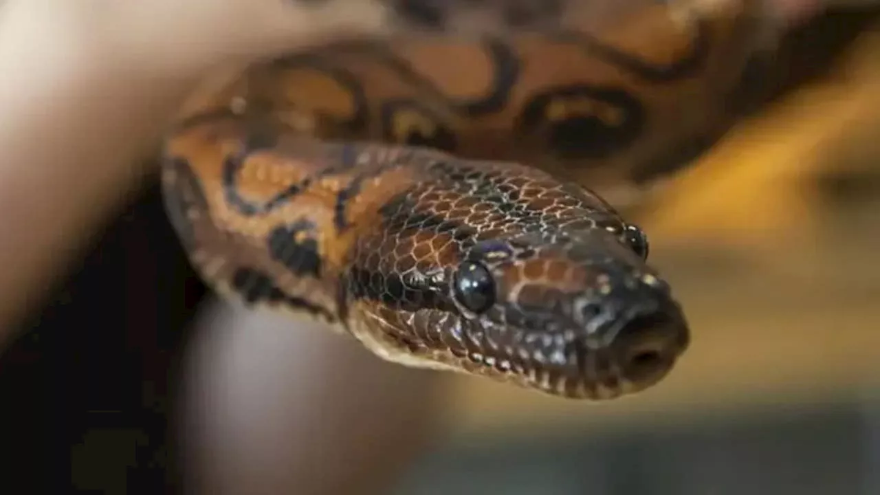 Boa thought to be male gives birth to 14 snakes by extremely rare virgin birth phenomenon