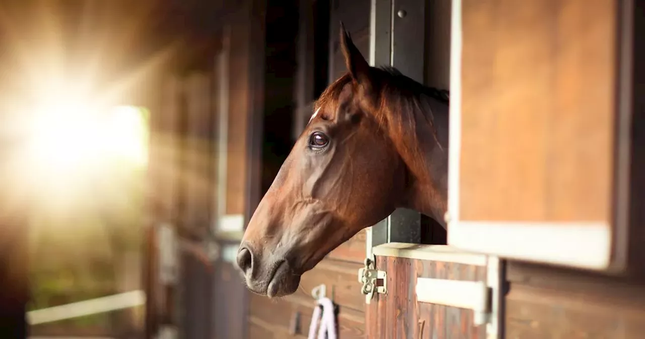 Five animal welfare complaints received before RTE documentary on horse cruelty