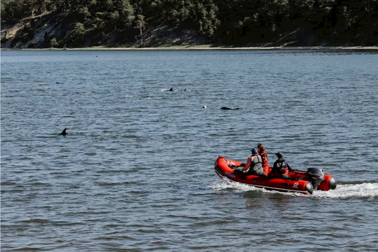 Animal rescuers try to keep dozens of dolphins away from Cape Cod shallows after mass stranding