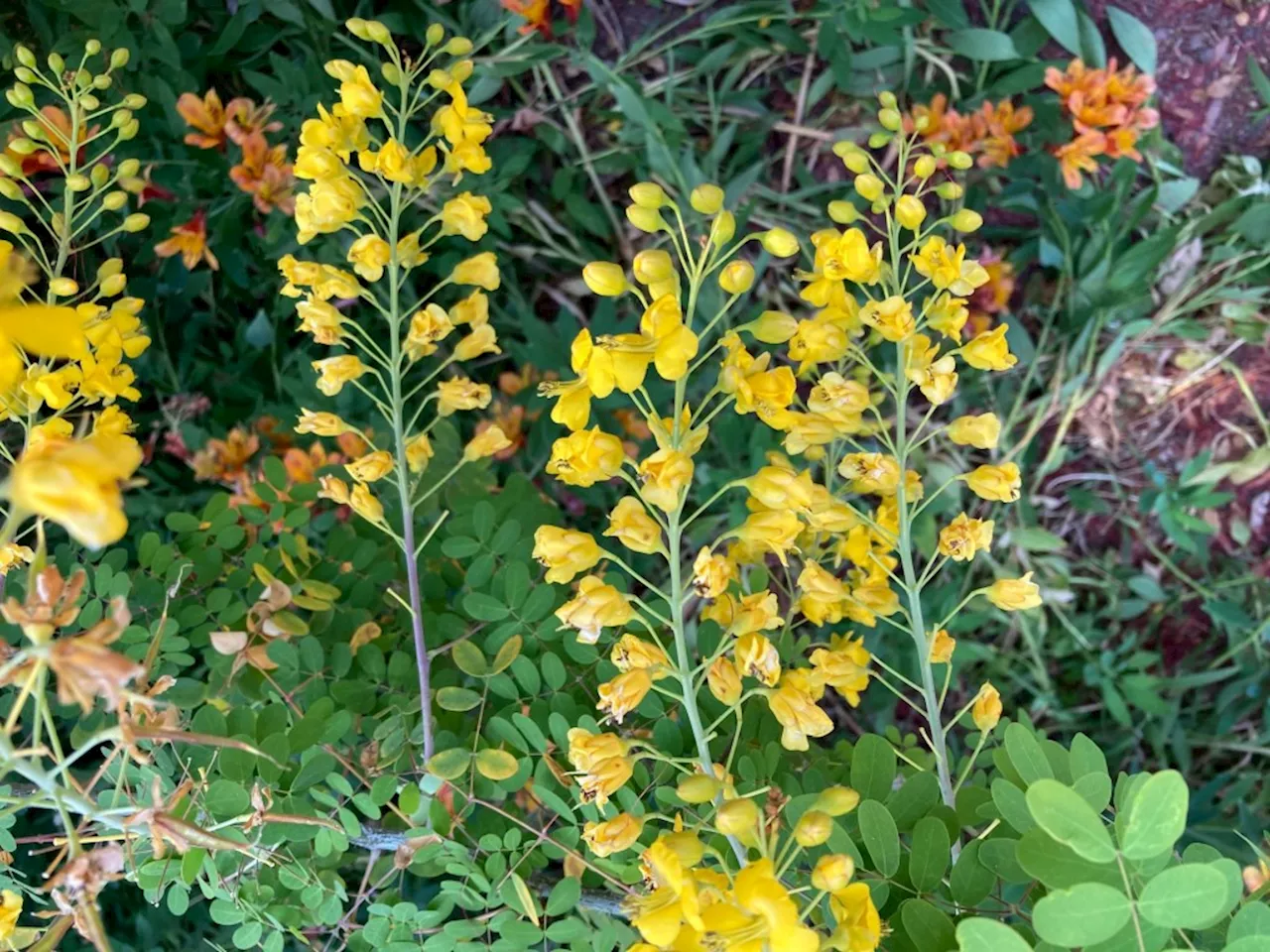 There’s been a flower show blooming in my yard the past few months