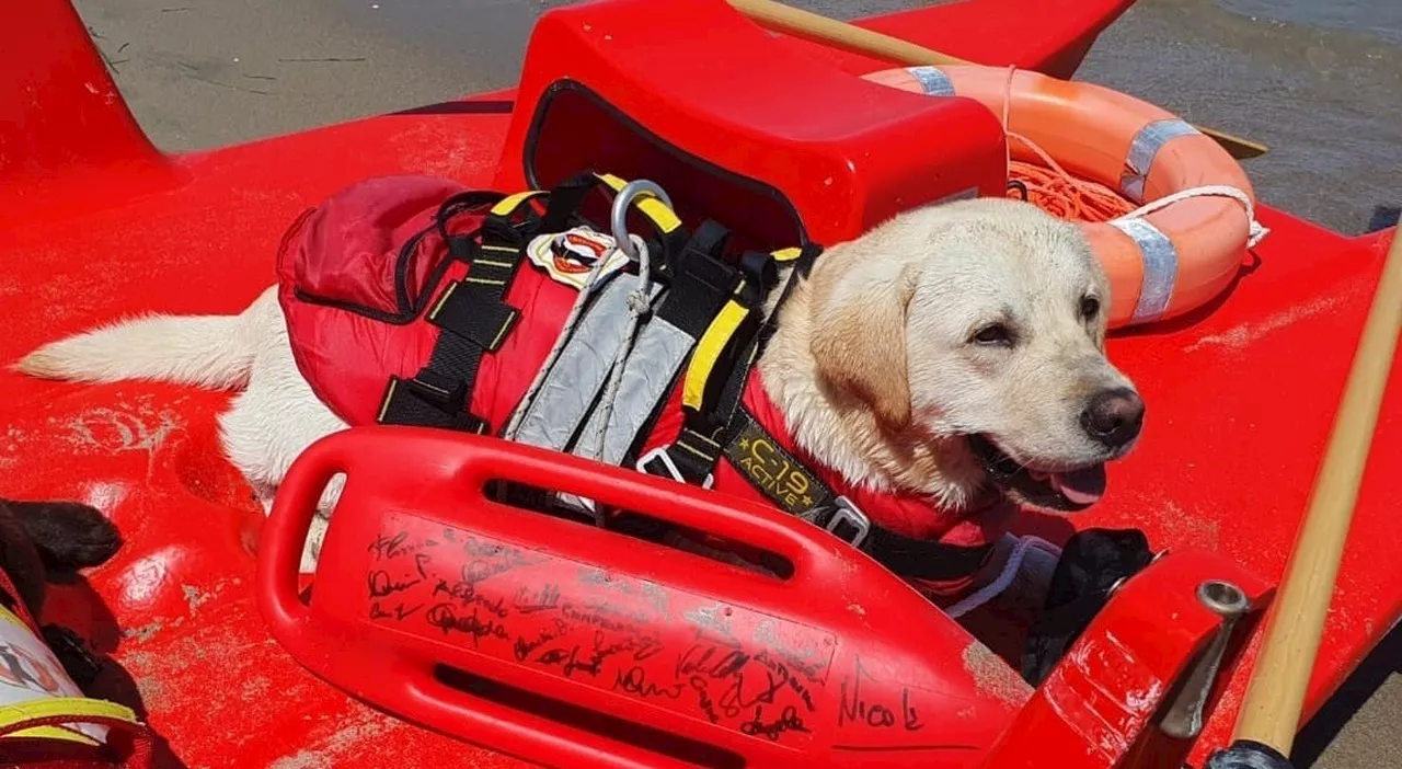 I cani bagnino tornano in spiaggia: «Ogni anno nel Lazio salvano 15 vite». Da Eros a Mya, chi sono gli eroi a