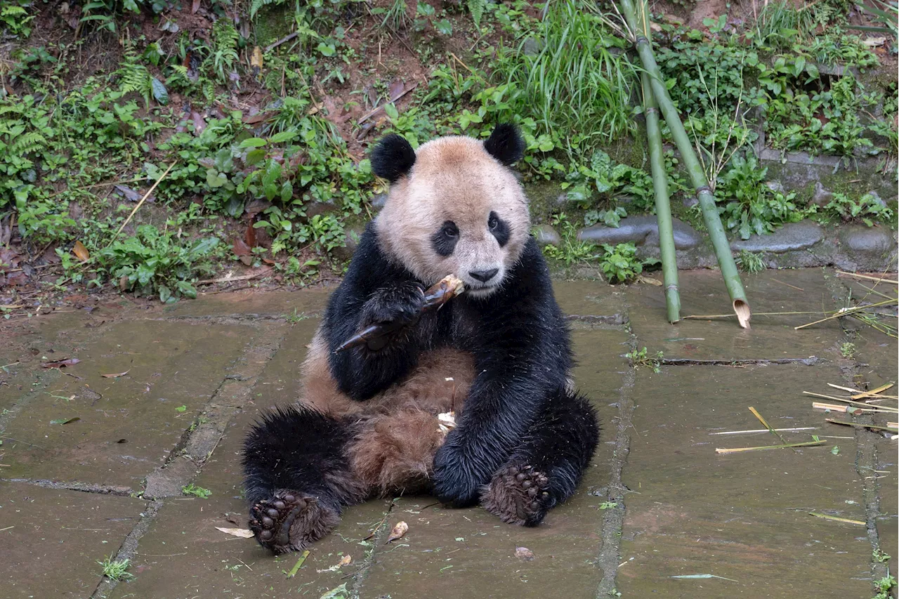 Pair of giant pandas from China arrive safely at San Diego Zoo