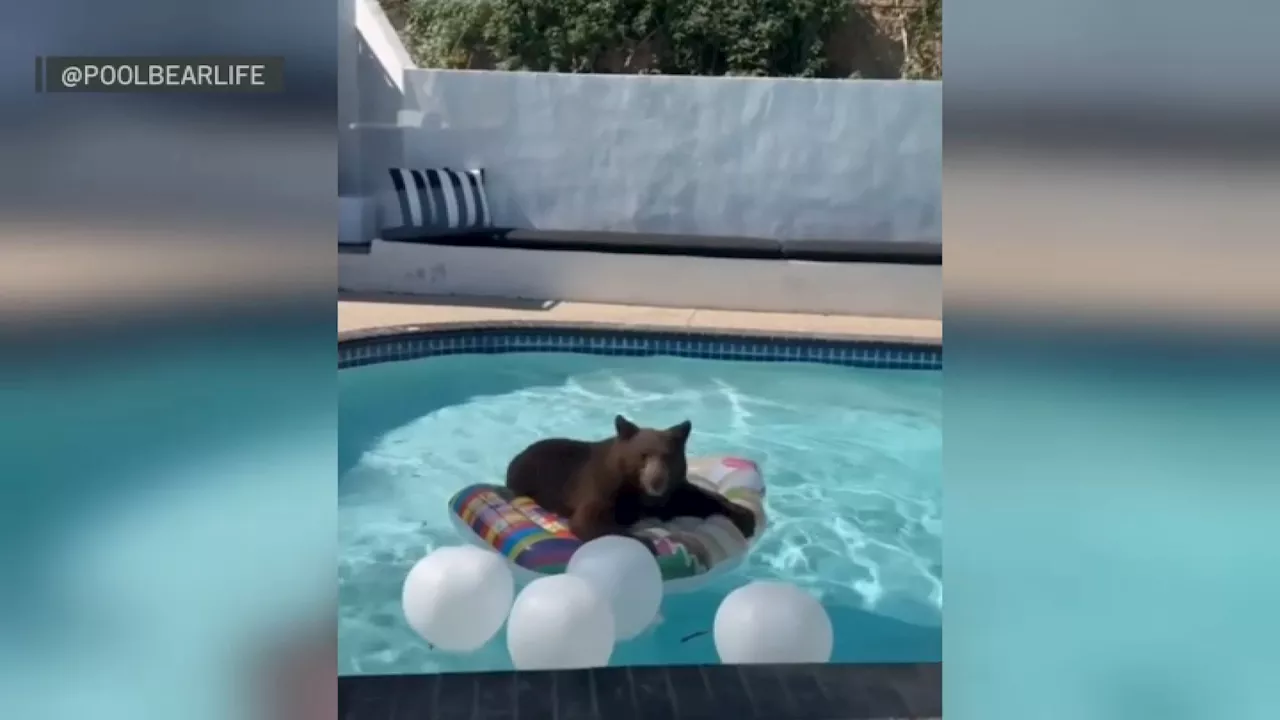 Video shows moment bear lays on cupcake-shaped float in California home's pool