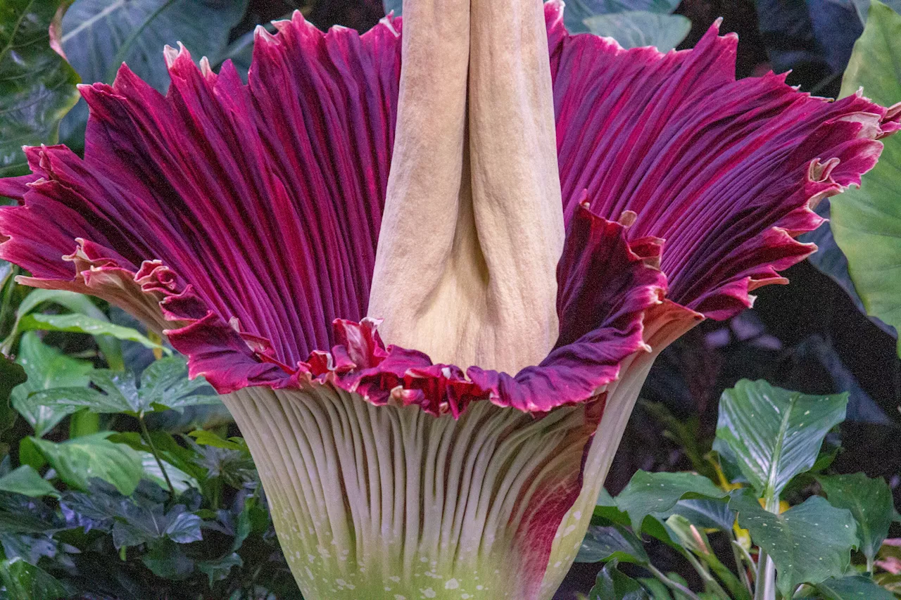 Stinkin' good news: Corpse flower blooming at San Diego Botanic Garden