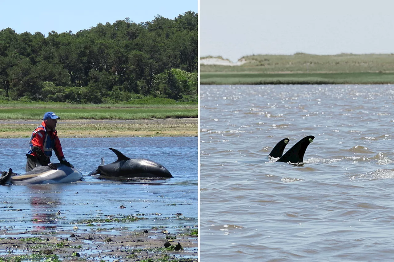 Over 100 dolphins left stranded on muddy Cape Cod beach before being rescued