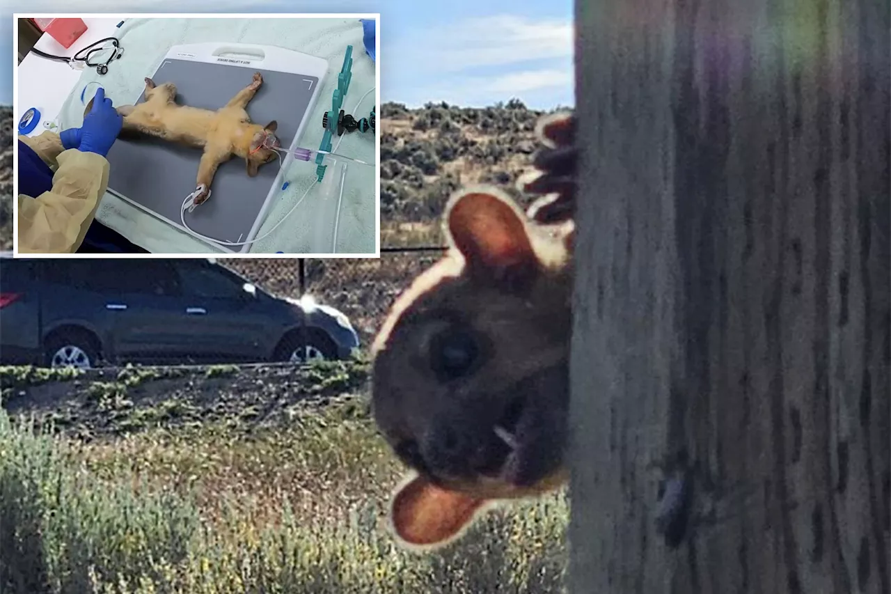 Tiny kinkajou, a rainforest critter indigenous to South America, found crawling through Washington state