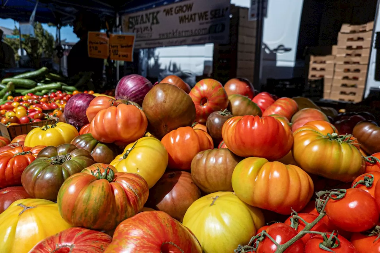 Time Is Ripe: Heirloom tomatoes hitting East Bay farmers’ markets soon