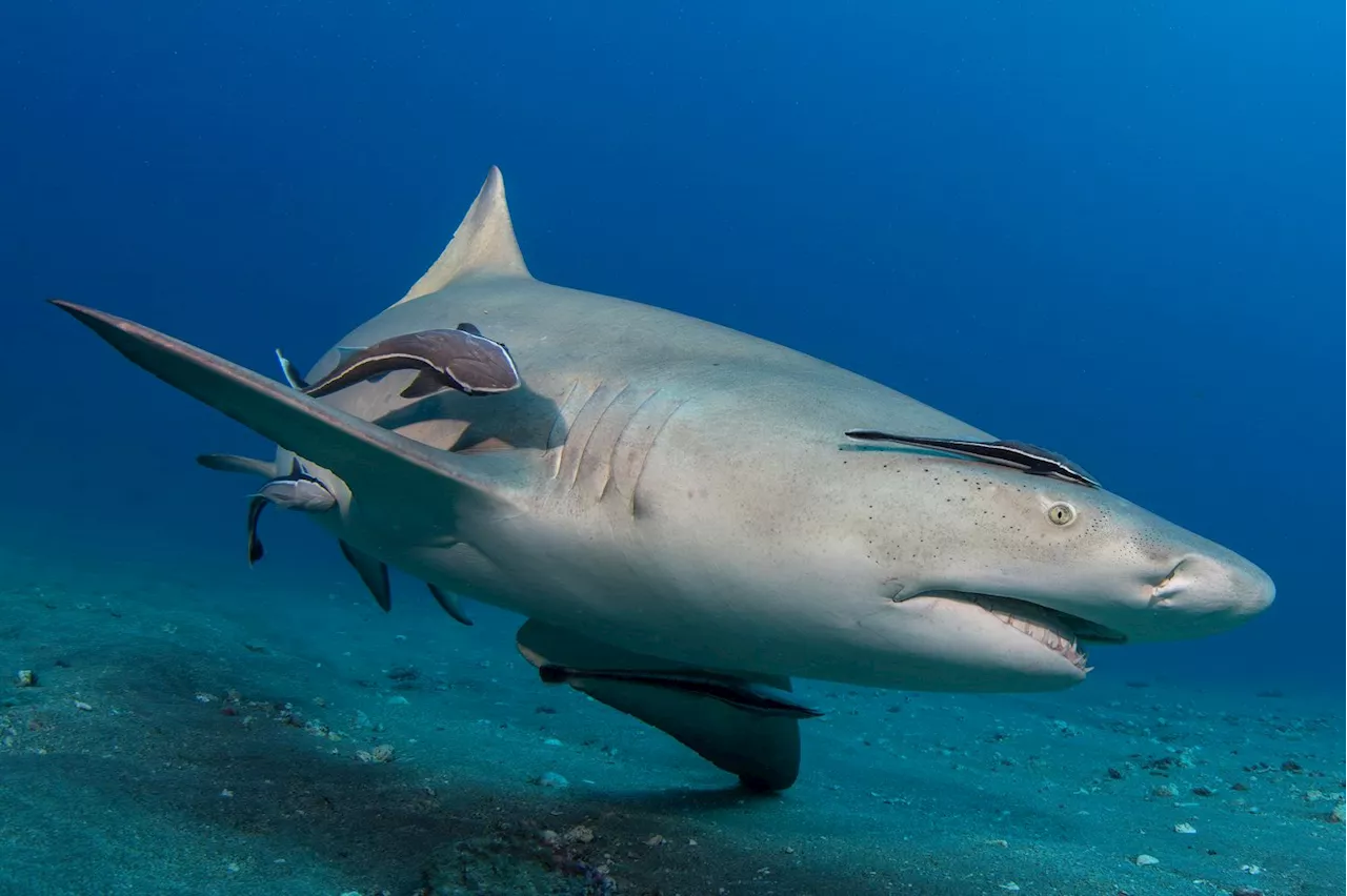 Shark Bites Florida Man Leaving Him in Critical Condition with 'Severe' Injuries to His Arm