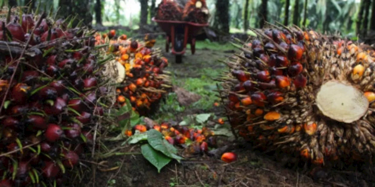 Dukung Industri Kelapa Sawit Terkait Lahan, Menteri ATR Ingin Gunakan Kebijakan Satu Pet