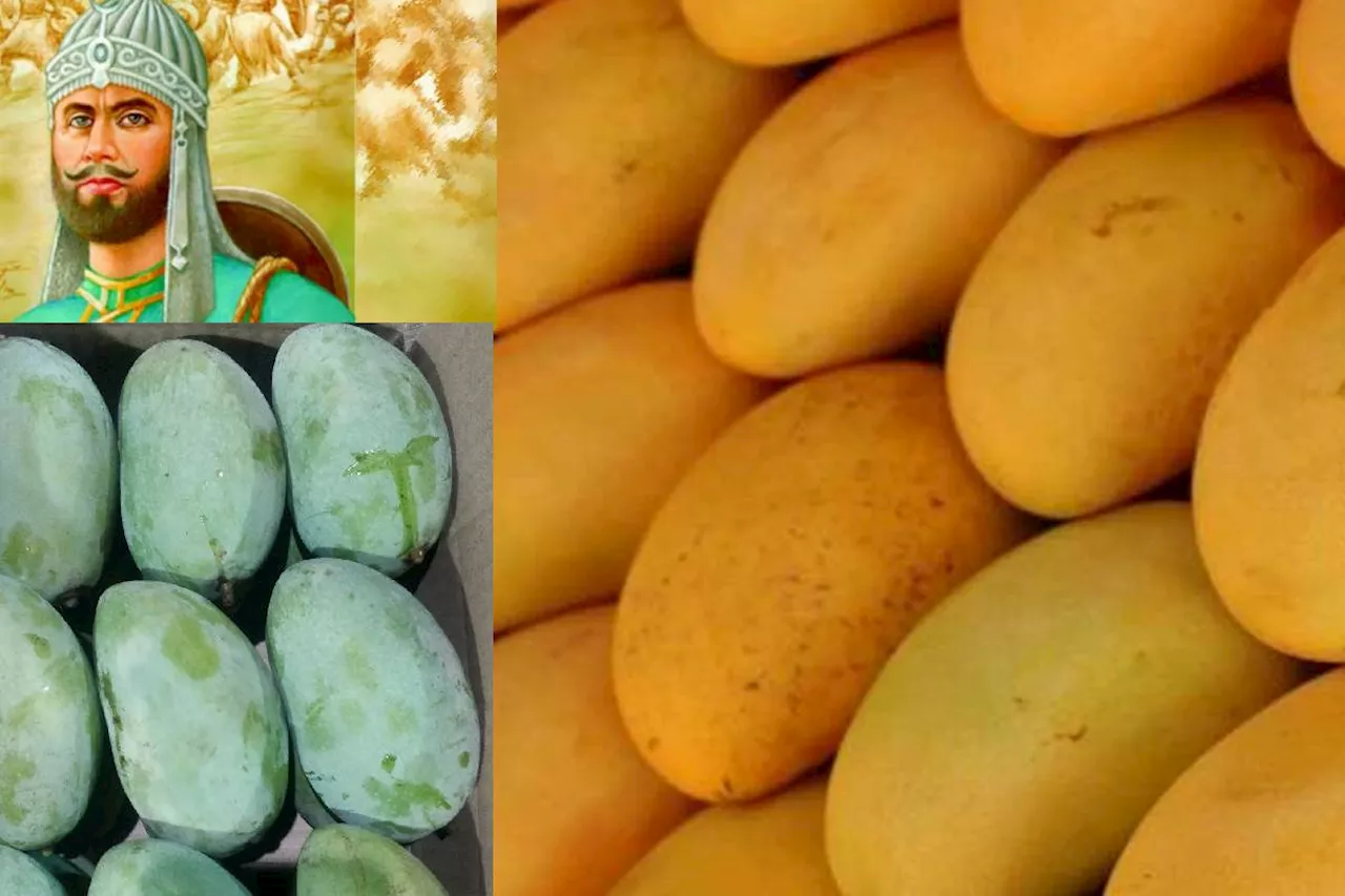 Story of Mango : आम का नाम चौसा कैसे पड़ा और कैसे पहुंचा उस देश, पढ़ें आम से जुड़ी बादशाहों की रोचक कहानी