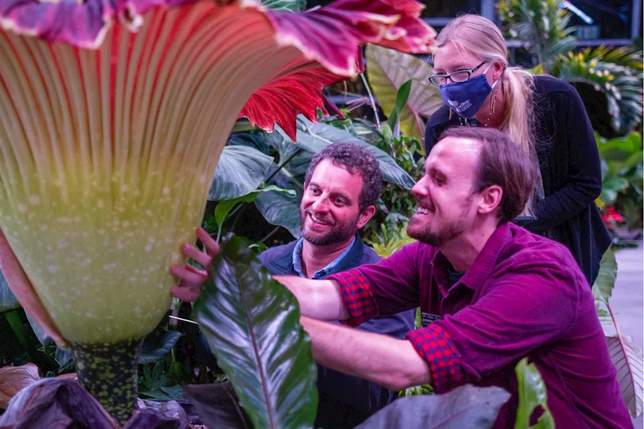 Corpse flower’s ‘stinky beauty’ has reopened at San Diego Botanic Garden