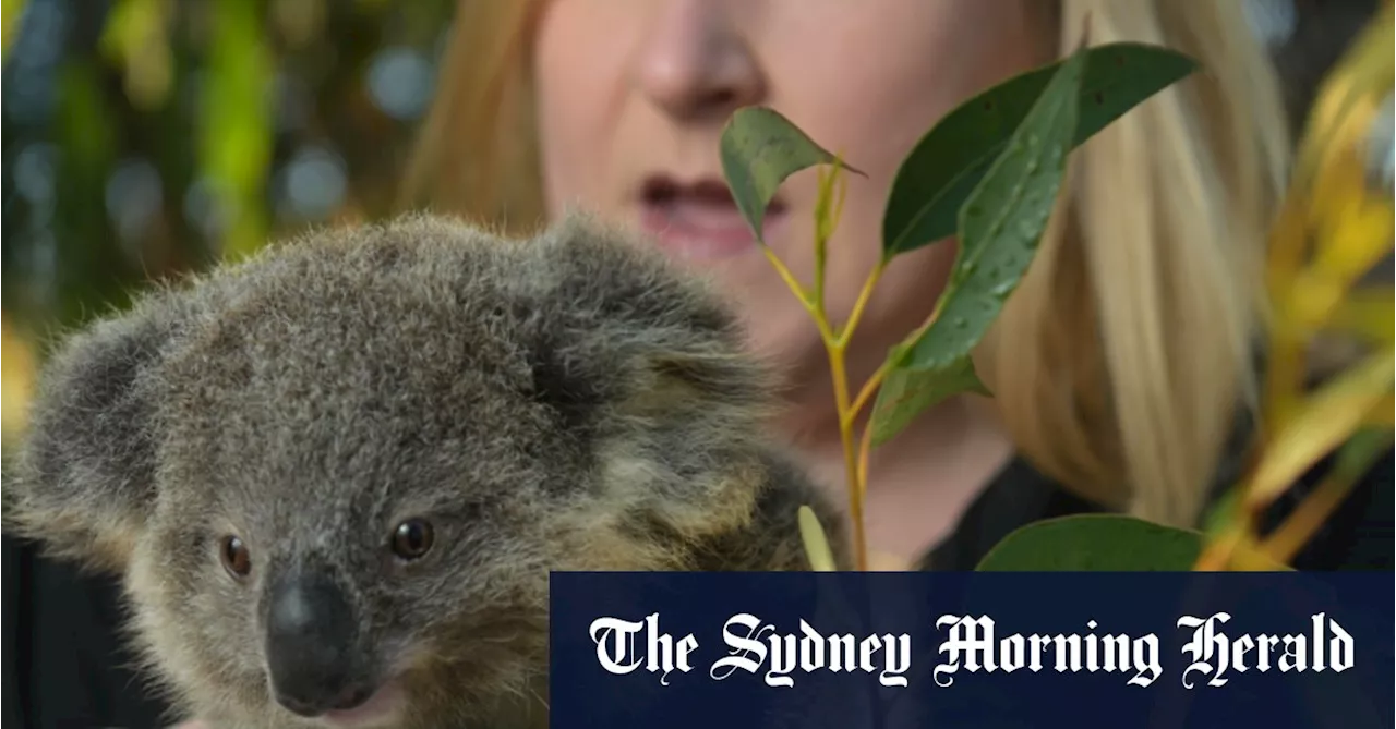 Admin costs soar as wildlife charity yet to spend bushfire money
