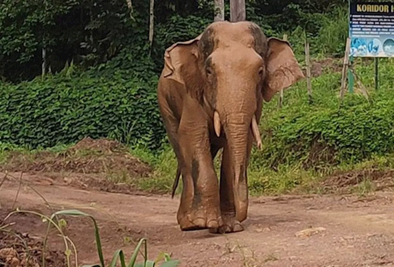 Bornean elephant's official endangered status warrants serious attention, says expert
