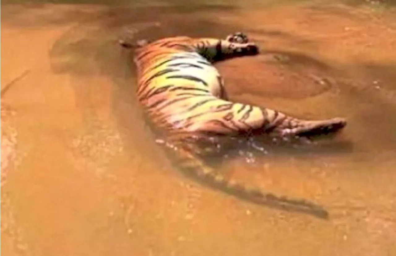 Poser over tiger found dead in river