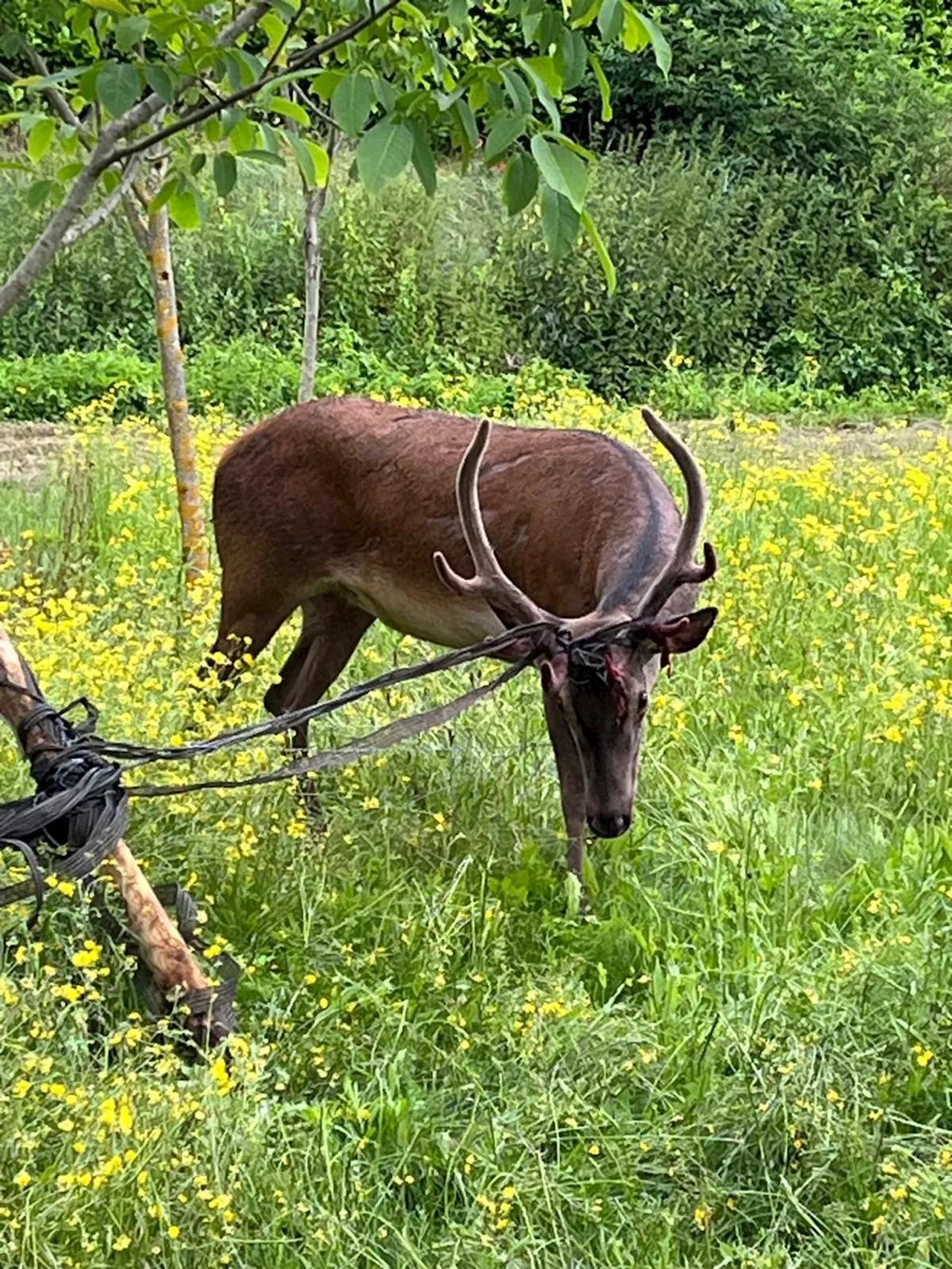 Les pompiers sauvent un cerf prisonnier d’une clôture électrique en Dordogne