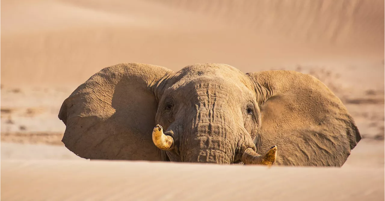 Bei den Wüstenelefanten in Namibia