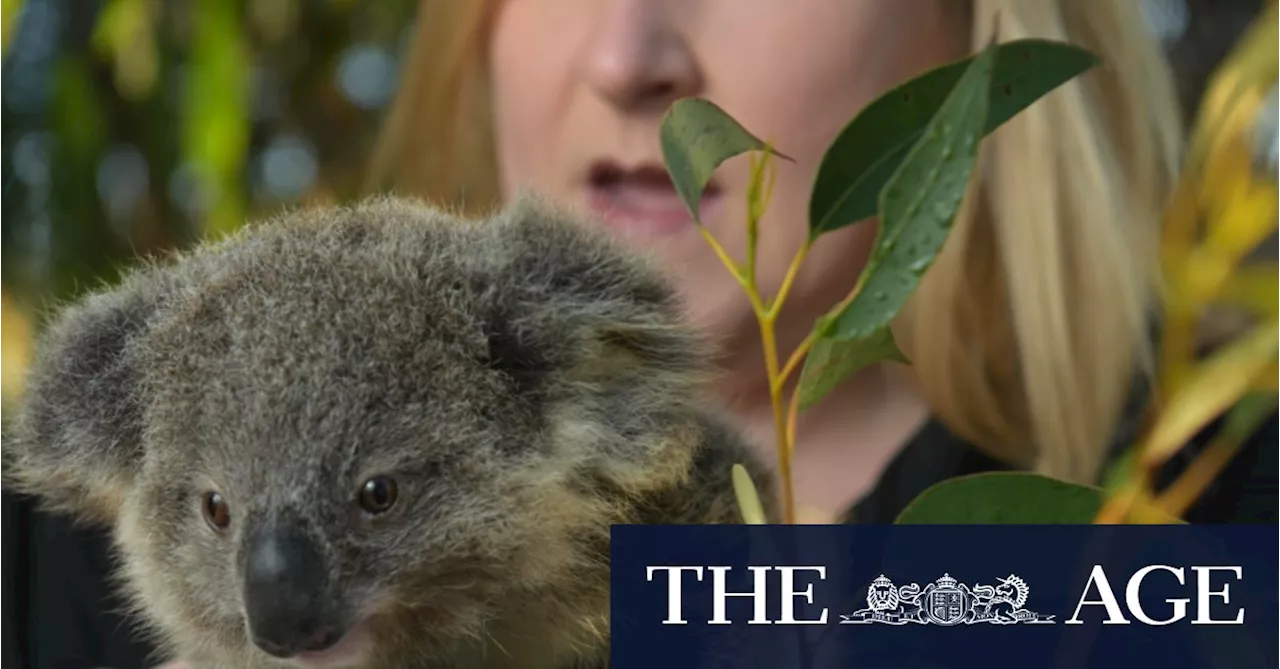Admin costs soar as wildlife charity yet to spend bushfire money