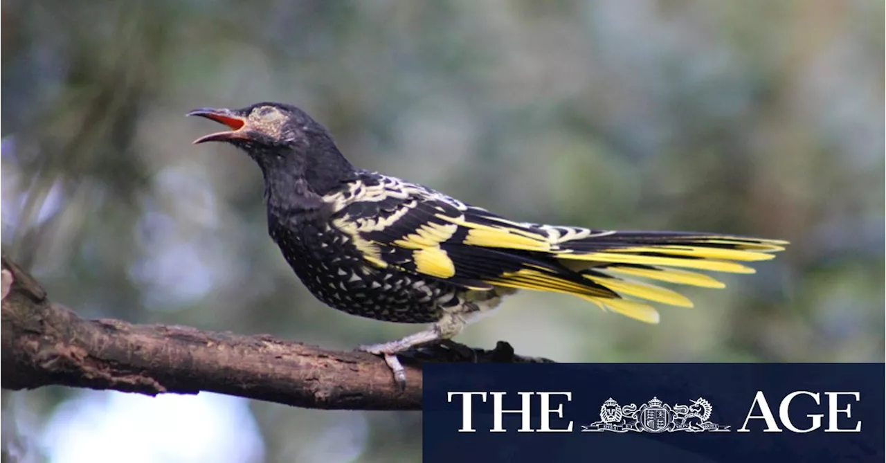 Only the lonely: How regent honeyeaters are learning to sing again