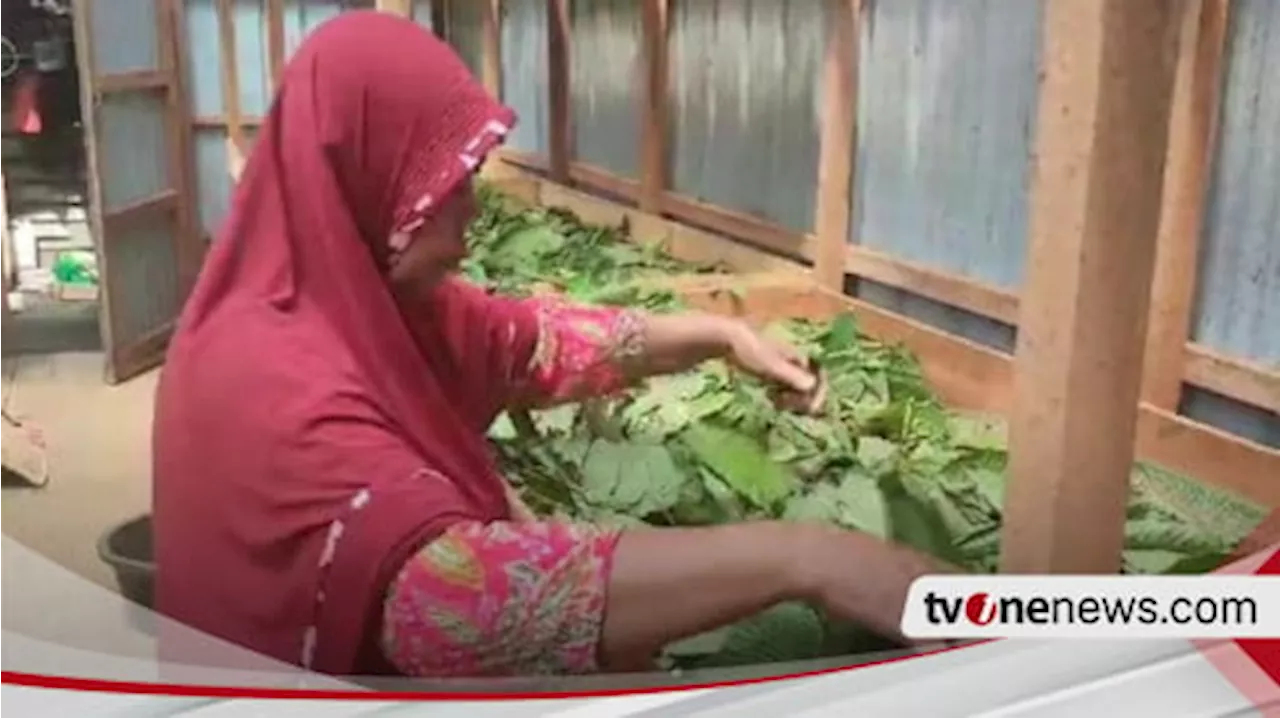 Petani Kratom Teriak Karena Regulasi Tak Kunjung Usai