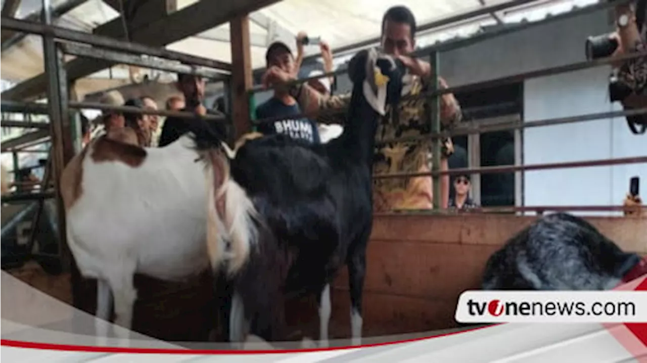 Stop Impor Kambing yang Nilainya Rp37 Triliun per Tahun, Begini Langkah Mentan Andi Amran Sulaiman