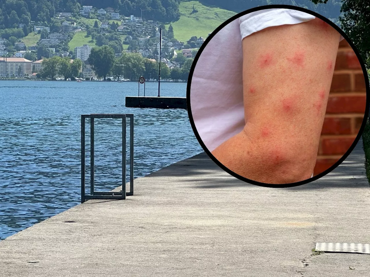 Stechmückenplage am Bodensee: Urlauber reisen wegen Mücken ab